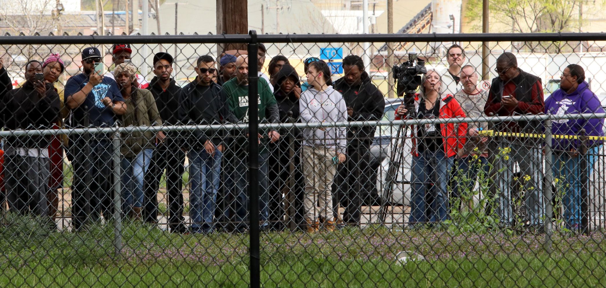 Steers break for freedom, run through streets in St. Louis